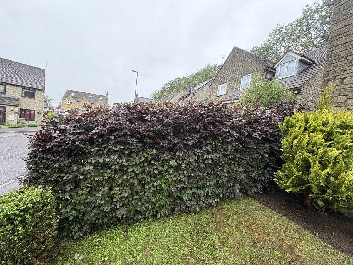Hedge after cutting