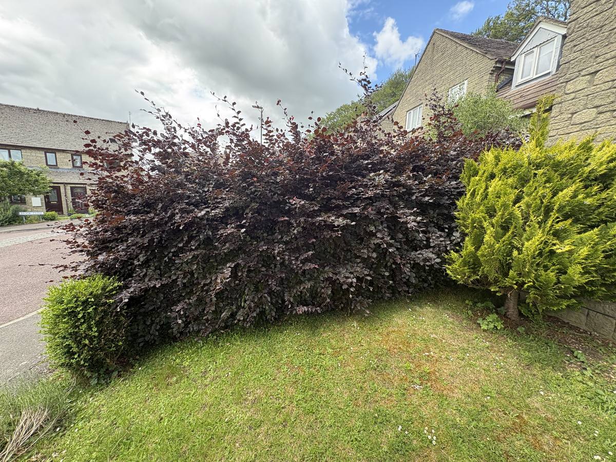Hedge before cutting