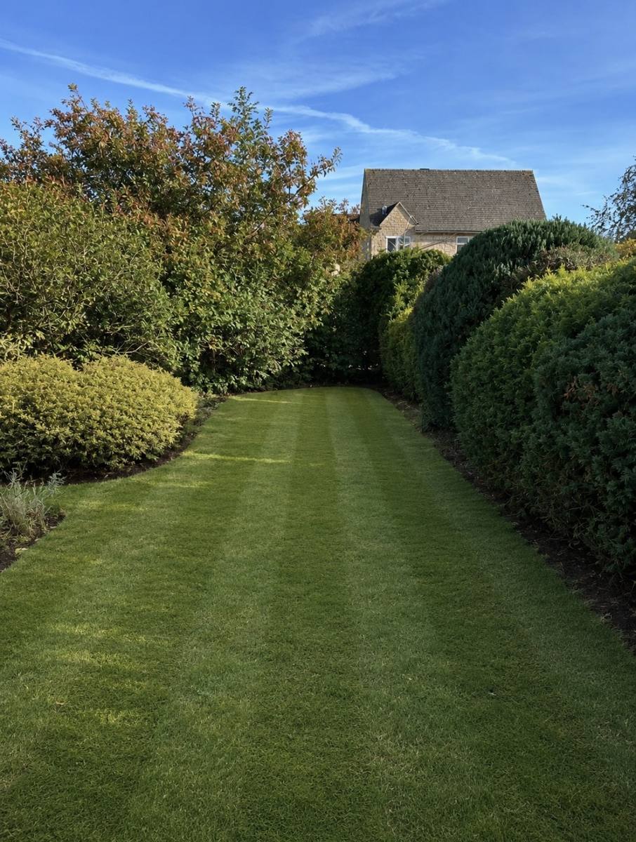 Lawn after mowing and strimming